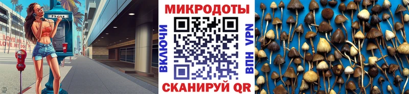 закладки  Ленинградская  Псилоцибиновые грибы Psilocybine cubensis 